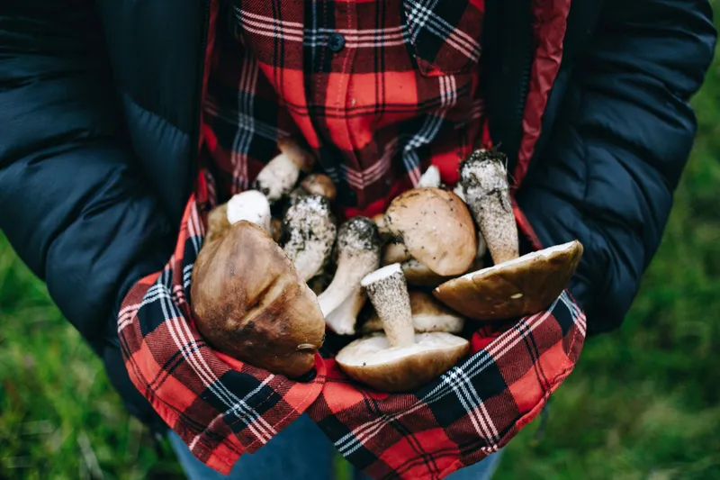 De ce riști amendă de până la 5.000 de lei dacă ieși la „plimbare” în pădure? N-ai voie! - Foto: Freepik