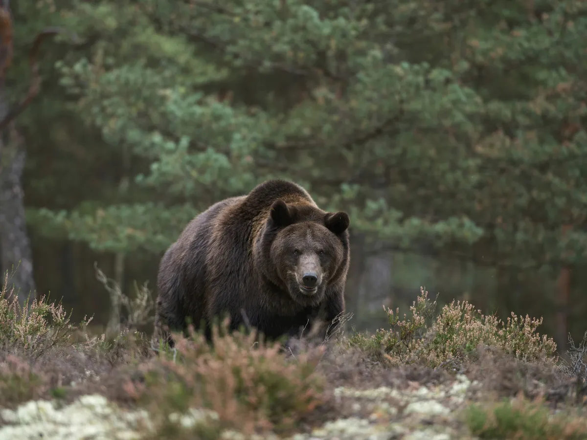 Un bărbat a sfârșit ucis de urs lângă Bicaz Chei - Foto: Profimedia images