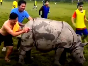 FOTO Imagini nemaivăzute! Un rinocer a intrat pe teren la un meci de fotbal