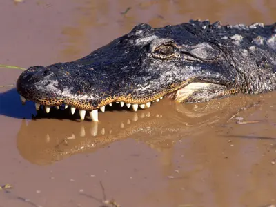 Momentul în care un aligator atacă o mașină în timpul inundațiilor cauzate de uraganul Milton - Foto: Profimedia images