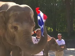 Un elefant ''spiritist'' de la o grădină zoologică din Hamburg a prezis că Franţa va învinge Germania. / Foto: stern.de