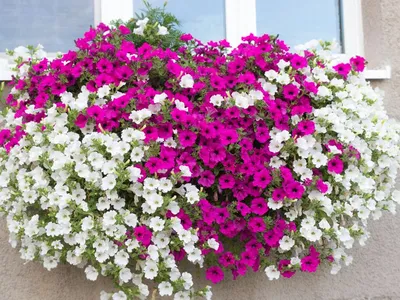 Petunii Foto: Shutterstock (imagine cu rol ilustrativ)