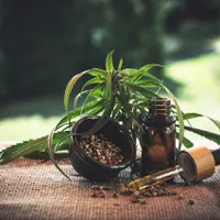 Uleiul de canabis medicinal, eficient pentru tratarea autismului în studii efectuate pe animale/FOTO: Unsplash