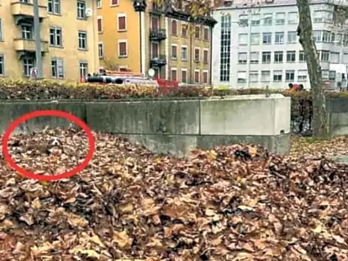 cațelul găsit în frunze
