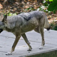 O fetiță a fost mușcată de lup la Grădina Zoologică din Sibiu. A băgat mâna prin gard - Foto: Profimedia Images/ Imagine cu caracter ilustrativ