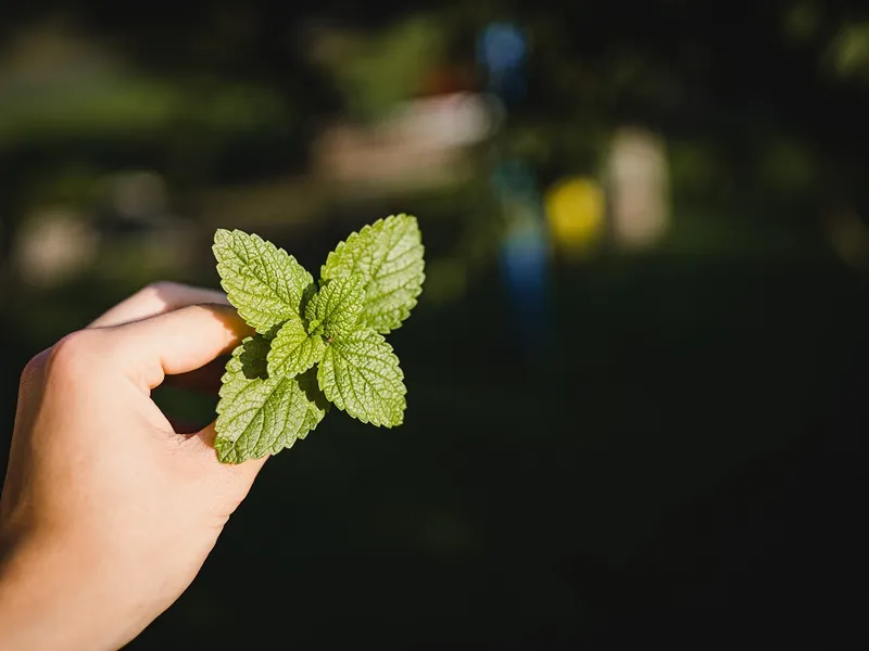 Ce înseamnă a freca menta Foto: Pixabay.com (imagine cu rol ilustrativ)