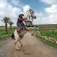 Mai mult de 100.000 yazidi rămân strămutați, dar lucrătorii și animalele de la un centru de terapie ecvestră oferă ajutor