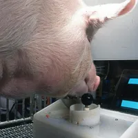 Porcii sunt capabili să joace jocuri video, folosindu-se de râturi/FOTO: Pennsylvania State University
