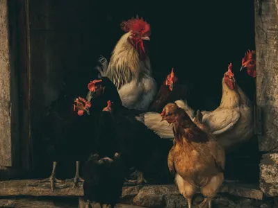 Un grup de găini - Foto: Pexels (Imagine cu rol ilustrativ)