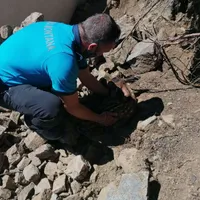Un pui de căprioară a fost salvat de jandarmii montani în Masivul Parâng. / Foto: agerpres.ro