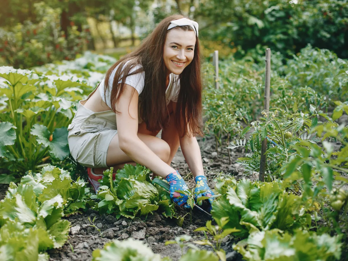 Ce legume poți planta lângă fasole pentru o recoltă bogată. Atrag insecte benefice care atacă dăunătorii