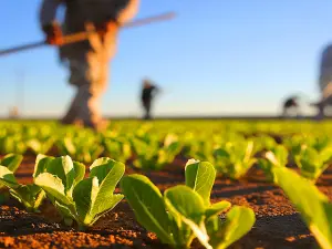 Fermierii au depus peste 395.000 de cereri de plată, pentru o suprafaţă de 2,23 milioane de hectare. / Foto: lumeapolitica.ro