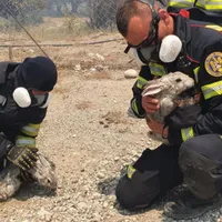 Cum arată infernul din Rhodos. Turiștii și animalele sunt scoși de pompierii românii din flăcări Foto: ISU Iasi și ISU Bacău