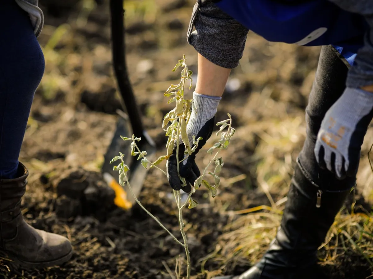 Plantare copac toamna - Foto: Profimedia Images (Imagine cu rol ilustrativ)