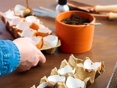 Coji de ouă - Foto: Freepik (Imagine cu rol ilustrativ)