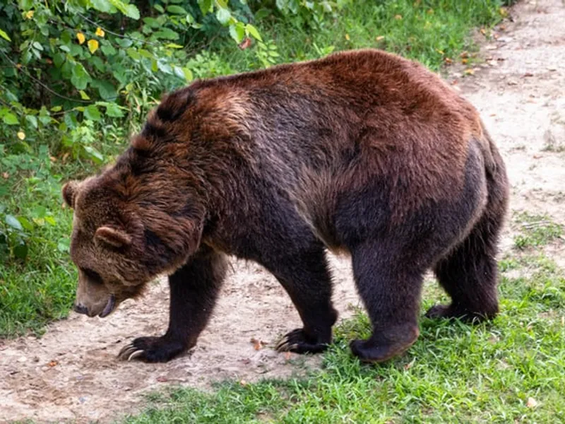 Copil de opt ani, atacat de un urs pe strada, într=o localitate din Covasna/FOTO: Unsplash