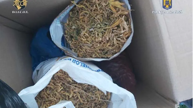 Mai multe kilograme de cannabis confiscate de D.I.I.C.O.T în Constanța. / Foto: Poliția Română