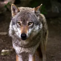 Lupii dau târcoale unor case din România. Oamenii au primit mesaje RO-Alert să nu iasă din case Foto: Pexels (fotografie cu caracter ilustrativ)