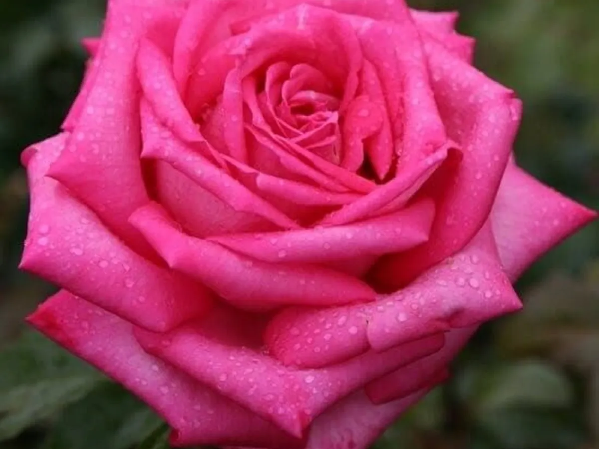 TRANDAFIRUL WEDDING BELLS - Fotot: korden-rosen