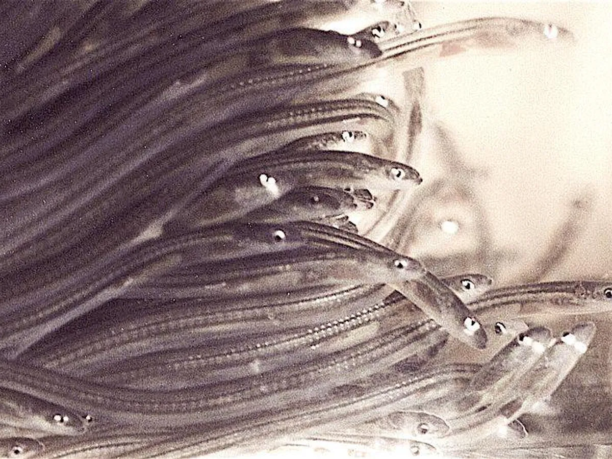 Each year, large numbers of critically-endangered glass eels are smuggled from Europe to Asia. The illegal trade is worth millions of euros Foto: Uwe Kils / Creative Commons