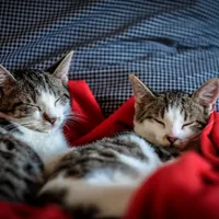 Virusul se poate transmite la pisici. FOTO: Pexels.com