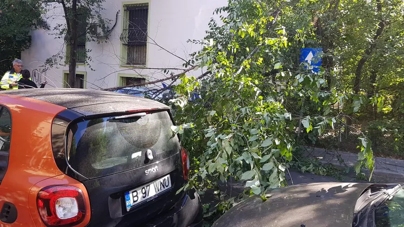 Copcai în București la pământ - FOTO: FB