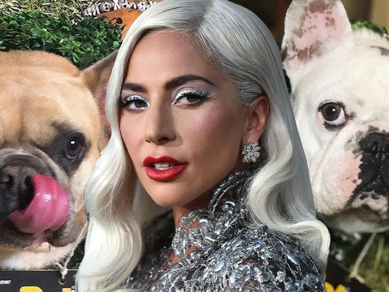 Buldogii francezi ai cântăreţei Lady Gaga au fost găsiți. / Foto: etonline.com