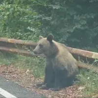 Noi sancțiuni pentru turiștii care hrănesc urșii pe Transfăgărășan. Ce NU au voie să mai facă? - Foto: Arhiva / imagine cu rol ilustrativ
