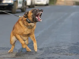 Bărbat reţinut după ce câinii săi au muşcat o persoană. Victima are nevoie de 12 zile de îngrijiri / The Delite