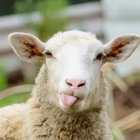 Foto: Facebook Asociatia Crescatorilor si Exportatorilor de Bovine Ovine si Porcine