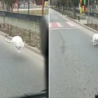 Cangurul lui Nuțu Cămătaru, la plimbare prin București. Cum a ajuns pe străzi? - Foto: Captură video Facebook