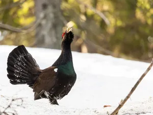 Cocoș de munte surprins în timpul dansului nupțial - Foto: Florin Coraș