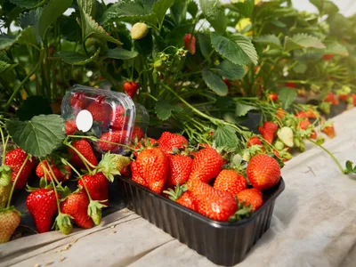 Căpșuni Foto: Freepik (imagine cu rol ilustrativ)