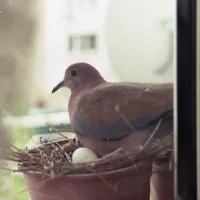 Porumbel - Foto: Pexels (Imagine cu rol ilustrativ)