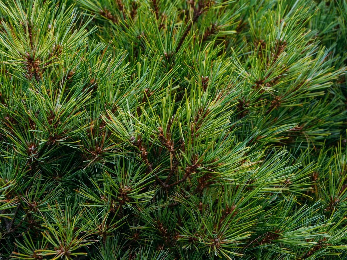 Brad Foto: Freepik (imagine cu rol ilustrativ)