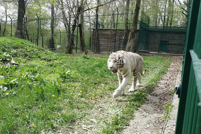 Tigru albinos Zoo Sibiu