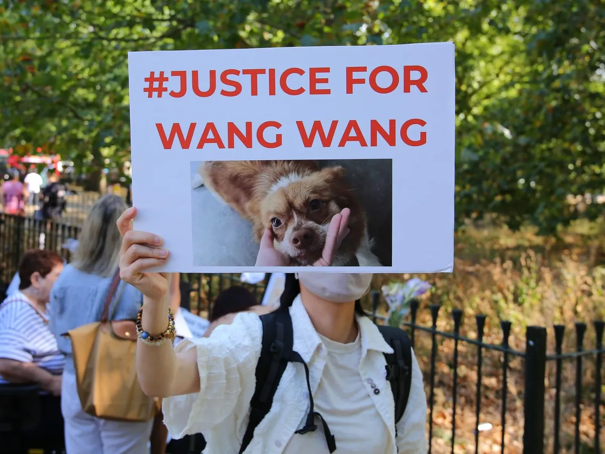 China, zguduită de cazul Wang Wang. Cum a devenit uciderea unei cățele o problemă pentru regimul lui Xi Jinpin