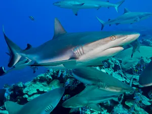 De ce mii de rechini dorm pe fundul oceanului? Un VIDEO ciudat a uluit cercetătorii. - Foto: Profimedia Images