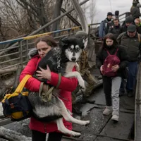 Ucrainenii fug din bătaia bombelor lui Putin și își salvează și prietenii necuvântători. /Foto: abc7chicago.com