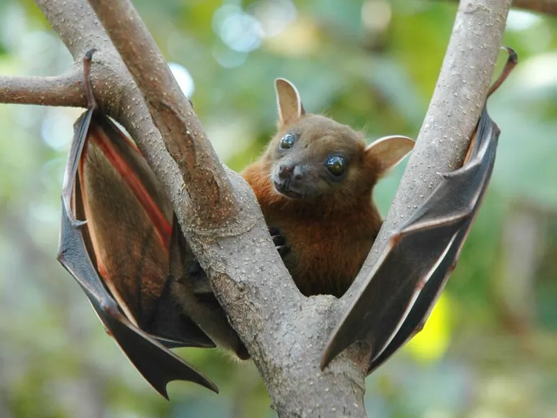 Nipah, patogenul cu nume exotic și gazdă comună cu SARS-CoV-2/FOTO: Wikimedia Commons