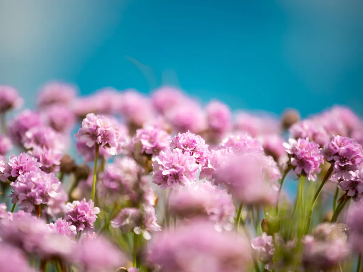 Armeria Foto: Pexels (imagine cu rol ilustrativ)
