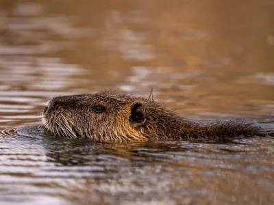 Nutrie- Foto: Freepik (rol ilustrativ)