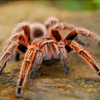 Doi germani au fost prinși în timp ce încercau să iasă din Columbia cu 300 de tarantule și scorpioni/FOTO: Unsplash