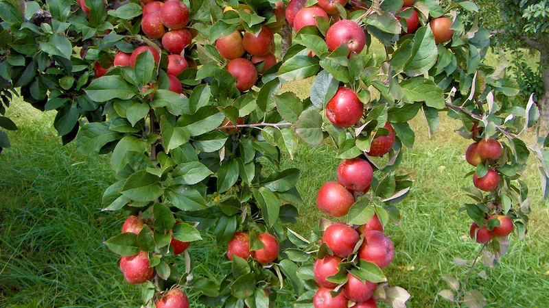 O femeie de 90 de ani a donat patru tone de mere pentru copiii şi adulţii instituţionalizaţi. / Foto: paradisverde.ro