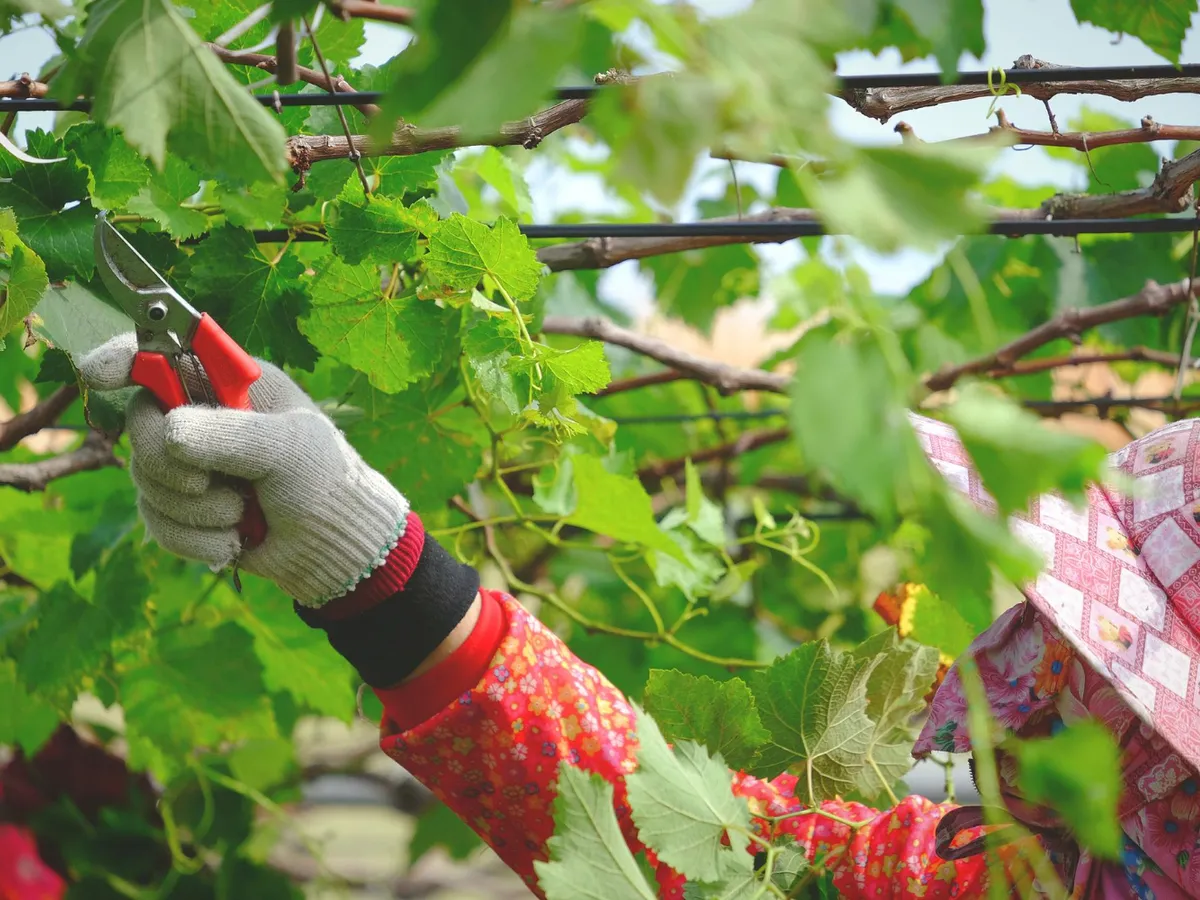 Persoană care taie vița de vie - Foto: Freepik (rol ilustrativ)