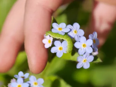 Floare albastră - Foto: Magnific.com (Imagine cu rol ilustrativ)