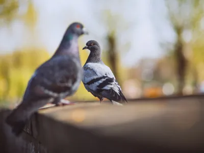 Ingrediente din bucătărie care țin porumbeii la distanță. Doar mirosul îi îndepărtează - Foto: Freepik