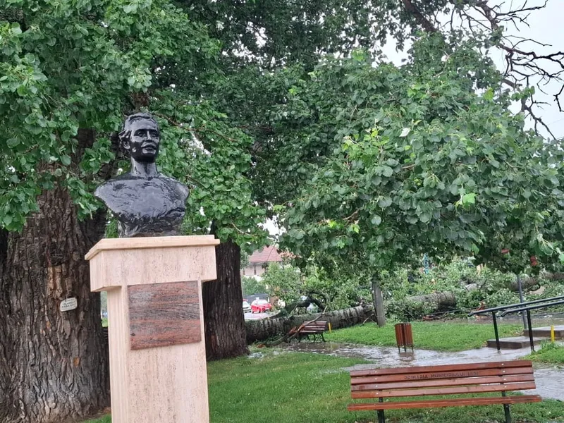 Unul dintre plopii fără soț care l-au inspirat pe Mihai Eminescu a fost doborât de o furtună Foto: ISU Iași