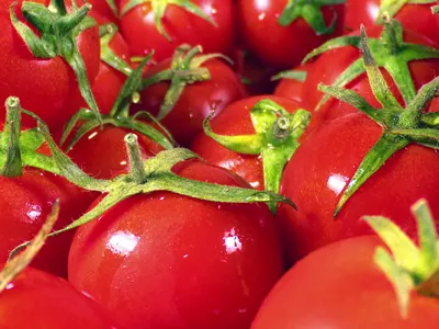 „pilula de tomate”/Foto: depositphoto