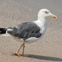 Pescăruș - Foto: Freepik (rol ilustrativ)